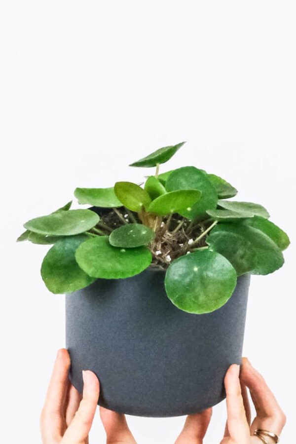 Peperomia Lemon Lime - Imagen 2